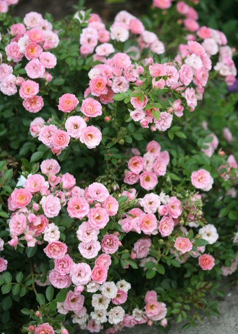 Landscaping With Roses, Ground Cover Roses, Rose Cuttings, Rose Varieties, Cottage Garden Design, Shrub Roses, Garden Shrubs, Simple Rose, Garden Help