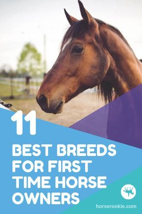 Owning A Horse For The First Time, First Time Horse Owner, Horses For Beginners, Horse Breeds For Beginners, Owning Horses, Best Horse Breeds, Owning A Horse, First Horse, Horse Ownership