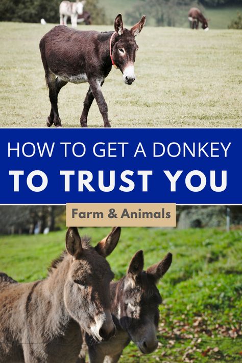 Donkey As A Pet, Caring For Donkeys, How To Care For Donkeys, Donkey Enclosure Ideas, Toys For Donkeys, Donkey Stall Ideas, Miniature Donkey Care, Donkey Stable Ideas, Donkey Care Tips