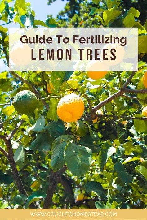 Lemon Tree Meyer Lemon Tree Potted, Lemon Tree Potted Care, Meyer Lemon Tree Care, Lemon Tree Potted, Indoor Fruit Trees, Indoor Cactus Plants, Growing Lemon Trees, Lemon Plant, Fruit Tree Garden