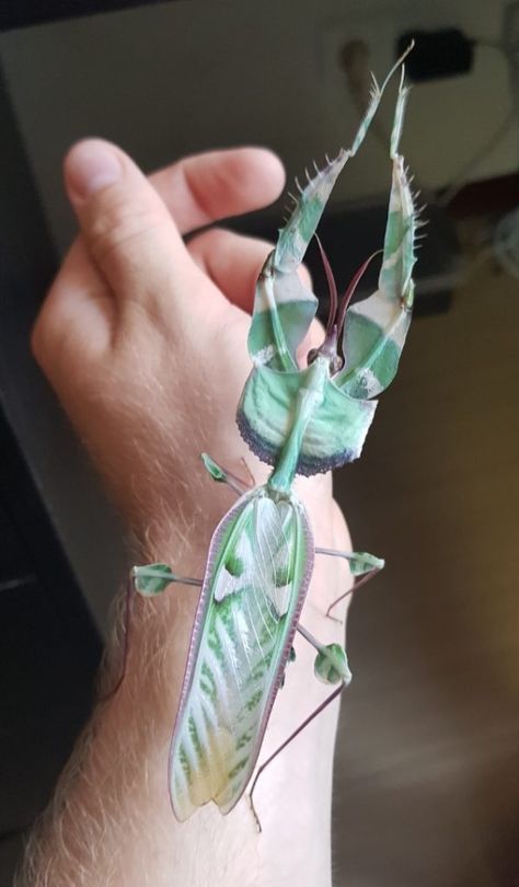 Praying Mantis Enclosure Ideas, Devils Flower Mantis, Tropical Insects, Flower Mantis, Creature Reference, Bug Tattoo, Cool Bugs, Praying Mantis, Arachnids