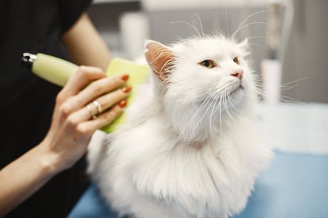 Anjing Poodle, Largest Domestic Cat, Turkish Angora Cat, Cat Groomer, Domestic Cat Breeds, Angora Cats, Exotic Shorthair Cat, Pet Smell, Birman Cat