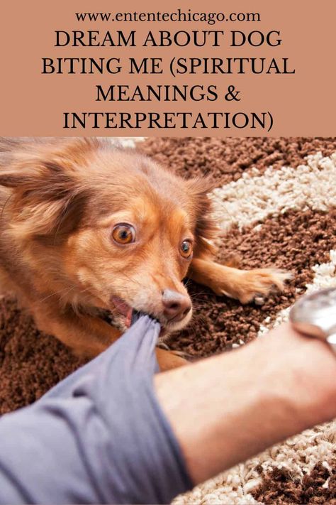 Dream About Dog Biting Me (Spiritual Meanings & Interpretation) Dog Attacking, What Does It Mean When You Dream About Someone, Seeing Someone In Your Dreams Meaning, Confidence Images, Dog Is God Spelled Backwards, Dogs And Spirituality, What Your Dreams Mean, Dog Bite, Dog Attack