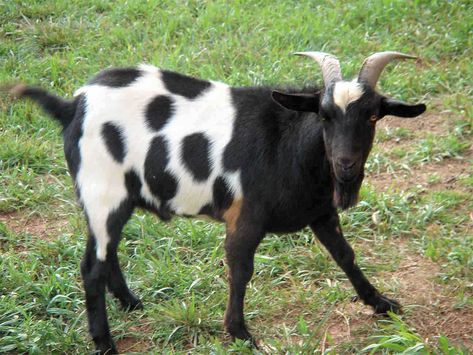 GOAT Types Of Goats, Goat Picture, Keeping Goats, White Goat, Show Goats, Goat Care, Raising Goats, Goat Farming, Ffa