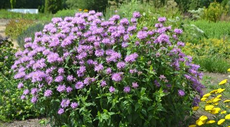 How to Plant, Grow and Care For Wild Bergamot Bergamot Plant, Lake House Landscaping, Wild Bergamot, Native Landscaping, Spice Garden, Hummingbird Plants, Medicinal Garden, House Landscaping, Pollinator Garden