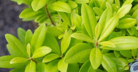 'Florida Sunshine' Illicium Shrubs For Shade, Southern Living Plants, Shade Shrubs, Evergreen Garden, Berry Plants, Florida Sunshine, Garden Shrubs, Evergreen Plants, Garden Seating