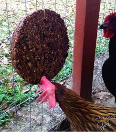 Florassippi Girl: DIY (better than) Flock Block Diy Chicken Leg Tags, Waterproof Chicken Coop, Chicken Perch Diy, Chicken Hammock, Winter Nutrition, Flock Block, Layer Feed, Black Oil Sunflower, Pastured Poultry