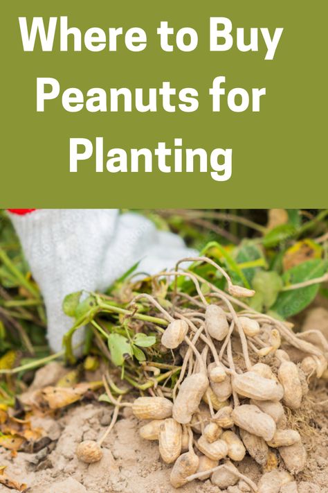 Where to Buy Peanuts for Planting Growing Peanuts From Seed, Peanut Plant, Growing Peanuts, Grow Bags, Fruit Tree, Tree Farms, Gardening Ideas, All Plants, Lawn Care