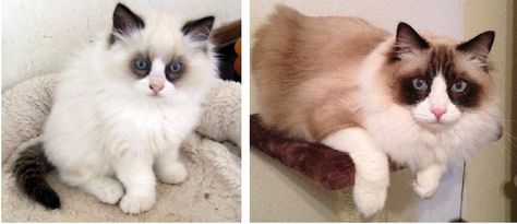 Zander at 9 weeks old and Zander Today loved by Deanna Downs - looks very much like our Hannity! Seal Point Ragdoll, Ragdoll Cat Breeders, Color Point Ragdoll, Bicolor Ragdoll Cat, Ragdoll Cat Blue Point, Ragdoll Cat Colors, Bicolor Ragdoll, Cat Ragdoll, Ragdoll Cat Bicolor