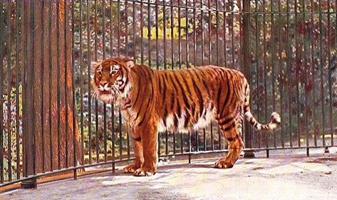 Javan Tiger, Caspian Tiger, Types Of Tigers, Tiger Habitat, Big Cat Species, Tiger Species, 10 Animals, Save The Tiger, Cat Species