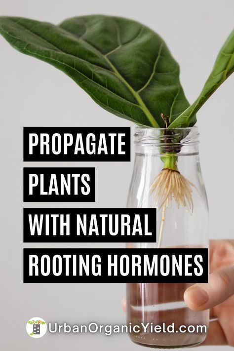 Did you know that natural rooting hormones can drastically improve your success rate when propagating plants? From willow water to honey and cinnamon, there are many ways to encourage healthy root growth without relying on synthetic chemicals. Diy Root Stimulator For Plants, Root Growth Plants, Root Starter Homemade, Natural Rooting Hormone Diy, Rooting For You, Rooting Hormone Diy, Replanting Succulents, Outdoor Spaces Diy, Willow Water