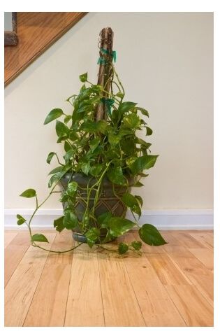 Indoor Vine Plants, Indoor Climbing Plants, Plant Tower, Indoor Vines, Pothos Plants, Vining Plants, Fast Growing Vines, Displaying Plants, Vine Plants