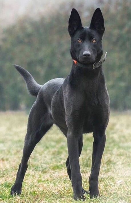 Large Black Dog, Berger Malinois, Belgian Malinois Puppies, Black Shepherd, Malinois Puppies, Belgian Malinois Dog, Malinois Dog, Belgian Shepherd, Pretty Dogs