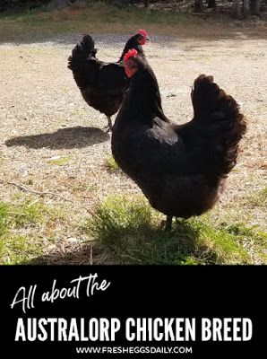 All about the Australorp Chicken Breed Astralorpe Chicken, Australorp Chickens, Australorp Chicken, Chicken Saddle, Chicken Flock, Day Old Chicks, Chicken Keeping, Urban Chickens, Chicken Farming