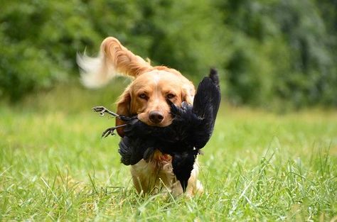 Bird hunting dogs have different levels of potential, but a great factor of their learning can be attributed to how close you treat them as family. Hunting Dog Names, Hunting Dogs Breeds, Cesar Millan, Dog Training Techniques, Bird Hunting, Labrador Retrievers, Bird Dogs, Dog Blog, How To Train