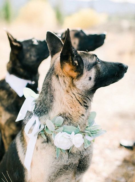 Dog Flower Girl, Dog Wedding Accessories, Flower Girl Outfit, Wedding Dog Collar, Flower Collar, Wedding Wreath, Sage Wedding, Girl Dog Collars, Outfit Wedding