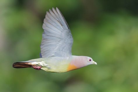 Rainbow Pigeon, Pink Necked Green Pigeon, Pink Pigeon, Green Pigeon, Dove Bird, Pigeon, Photo Credit, Wrapping Paper, Parrot