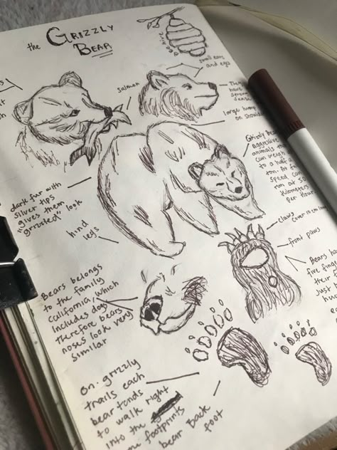 Animal Journaling, Zoology Aesthetic Notes, Therian Journal, Fantasy Journal Ideas, Fantasy Journal Pages, Wildlife Journal, Flora And Fauna Drawing, Animal Journal, Dnd Journal