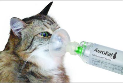 Discover how to recognize and alleviate cat asthma symptoms, ensuring your feline friend's health and happiness. Learn about cat asthma today - #Asthmaincats #Breathingdifficultiesincats #Breathingtroublesincats #Cancatshavedifficultybreathing? #Catasthmavs.humanasthma #Catbreathingsyndrome #Catcoughing #Catlungcondition #Catrespiratorydistress #Catwheezing #Felinelungcondition #Felinerespiratorydisorder #Howtomanagecatasthma? #Signsoffelineasthma #Whatcausescatasthma? #Wheezinginfelines Cat Asthma, Asthma Spray, Cat Health Problems, Cat Diet, Cat Nose, Cat Allergies, Cat Seat, Asthma Symptoms, Cat Info