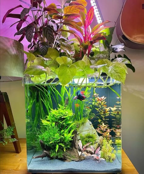 Natural Betta Aquarium Ideas, Aesthetic Beta Fish Tank, Bamboo In Fish Tank, Beta Fish Tank Ideas Aesthetic, Japanese Fish Tank, Fish Tank Aesthetic, Office Fish Tank, Betta Fish Tank Ideas, Beta Tank