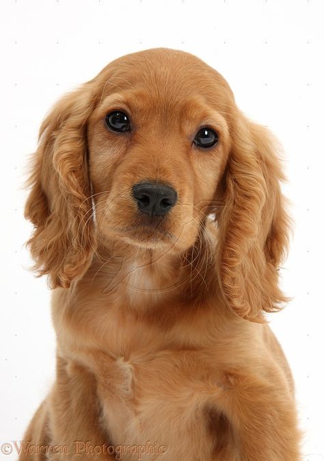 Golden Cocker Spaniel Puppies, Nice Animals, Golden Cocker, Golden Cocker Spaniel, Dream Puppy, Cocker Spaniel Puppy, Mark Taylor, Spaniel Puppies For Sale, Lovely Person