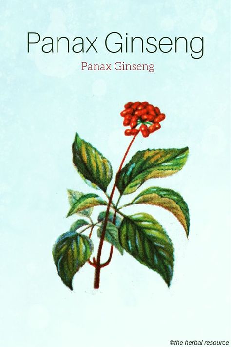 Panax Ginseng Korean Panax Ginseng Benefits, American Ginseng, Medical Plants, Korean Red Ginseng, Panax Ginseng, Red Ginseng, Medical Herbs, Herbal Plants, Herbal Tinctures