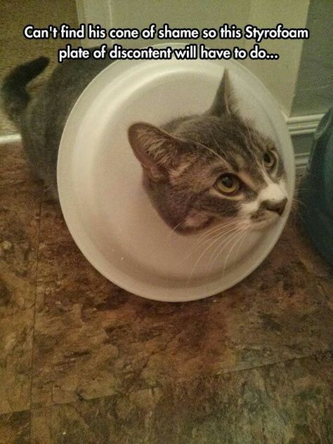 Imgur: The most awesome images on the Internet. Humor Animal, Cone Of Shame, Funny Cat Memes, Funny Cat Pictures, Funny Animal Memes, Grumpy Cat, Funny Animal Pictures, On The Floor, Crazy Cat Lady