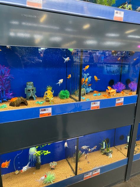 Fish tank
Fish
Aquarium
Blue Spongebob Aquarium, Spongebob Fish Tank, Fish Tank Themes, Pet Ideas, Fish Aquarium, Fish Tanks, 5th Birthday, Fish Tank, Fish