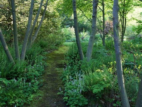 Moss Pathway, Shade Planting, Hillside Gardening, Shady Gardens, Woodland Path, Pathway Ideas, Garden Magic, Hillside Garden, Paw Paws