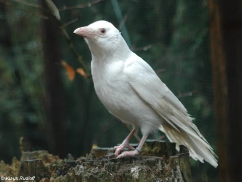 Cuervo blanco Albino Raven, Crow Drawing, Crows Drawing, White Raven, White Crow, Crows And Ravens, Albino Animals, Jackdaw, Raven Art