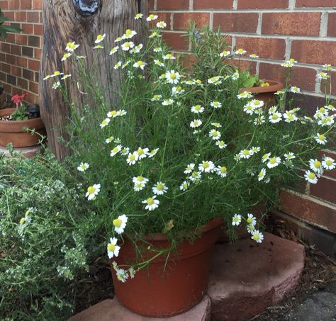 Chamomile Plant In Pot, Growing Camomile, Camomile Plant, Montana Garden, Growing Chamomile, Chamomile Growing, Chamomile Plant, Winter Gardening, Pushing Daisies