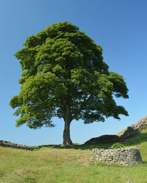 Tree Drawing Simple, Bald Cypress, Sycamore Tree, Giant Tree, Landscape Photography Nature, Tree Photography, Nature Tree, Tree Drawing, Photo Tree