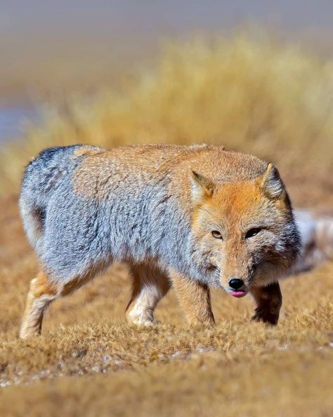 Tibetan fox (Vulpes ferrilata) / Renard du Tibet / Image by shoothekuruvi (Noopuran Sivaguru) from instagram Tibetan Fox, Chinese Animals, Fox Magic, Tibetan Plateau, Vulpes Vulpes, Animal Reference, Red Fox, Popular Culture, Otters