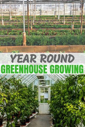 What Can You Grow In A Greenhouse, Growing Herbs In Greenhouse, Greenhouse Planting Schedule, Plants For Greenhouse, Greenhouse Growing Tips, How To Use A Greenhouse, What To Grow In A Greenhouse, Greenhouse Planting Layout, Greenhouse Set Up Inside