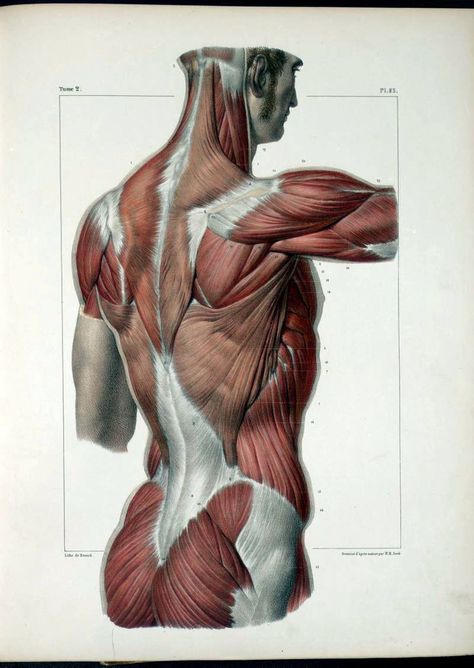 Anatomy Illustrations 1800s | Torben Friedrich | Flickr Body Muscle Anatomy, Human Muscle Anatomy, Anatomy Images, Anatomy Sculpture, Human Body Anatomy, Muscle Anatomy, Human Anatomy Drawing, Human Figure Drawing, Human Anatomy Art