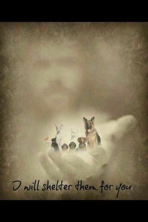 Pet Remembrance, Pet Loss, Animal Quotes, Dog Quotes, The Palm, Shih Tzu, I Love Dogs, Dog Life, Pitbull