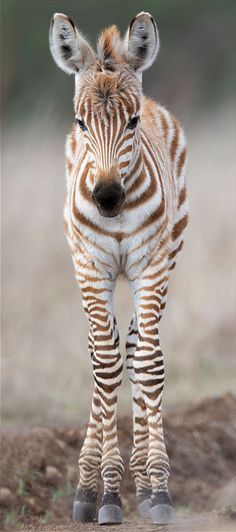 Zebra Animal Photography, Zebra Photography, Zebra Pictures, Zebra Painting, Zebra Baby, Baby Zebra, Zebra Animal, Tropical Animals, Zebras Animal