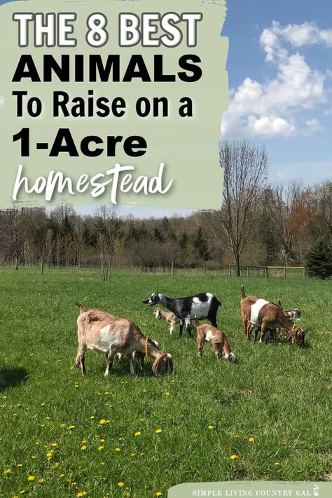 Looking to start your own homestead on just 1 acre of land? This list of our top 8 animals that are perfect for your small-space farm. This guide lists out the best animals for 1 acre homesteads, how much room they need to thrive, where to locate their housing and the benefits to consider before deciding to add them to your homestead. From chickens and goats to rabbits and bees, we've got you covered Small Cattle Farm Layout, 2acre Farm Layout, Homestead Animal Layout, How Many Acres For Homestead, Small Animal Farm Layout, 2acre Homestead, How To Start A Hobby Farm, Easy Farm Animals To Raise, Small Homestead Animals