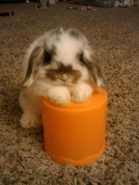 1000+ ideas about Mini Lop Rabbit on Pinterest | Mini lop, Holland ... Lop Bunnies, Holland Lop Bunnies, Mini Lop, Holland Lop, Love Bunnies, Bun Bun, Pet Bunny, Bunny Pictures