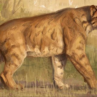 No photo description available. Prehistoric Mammals, Sabertooth Tiger, Prehistoric Wildlife, Cat Species, Dinosaur Images, Art Of Animation, Prehistoric World, Ancient Animals, Prehistoric Art