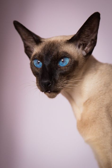 #siamese #oriental #cat Cat Paradise, All Cat Breeds, Rare Cats, Cat Playground, Shorthair Cat, Gorgeous Cats, Cat Breed, Cat Pose, Two Cats