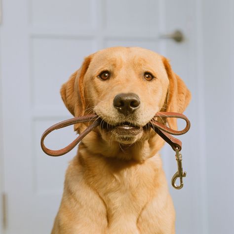 Yo camino mi perro, sugar. Therapy Animals, Lab Puppy, Black Lab Puppies, Most Popular Dog Breeds, Animals Friendship, Lab Puppies, Love Animals, Labrador Dog, Labrador Retriever Dog