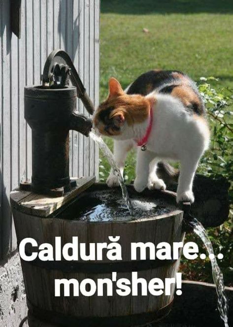 Söt Katt, Calico Cat, Animal Videos, Jolie Photo, Cats Meow, Water Fountain, Funny Animal, Crazy Cat Lady, Beautiful Cats