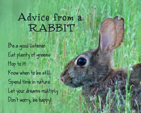 Advice From A Rabbit, Quotes About Rabbits, Easter Meaning Quotes, Rabbit Quotes Funny, Rabbit Quotes, Bunny Quotes, Color Healing, Animal Spirit Guides, Easter Quotes