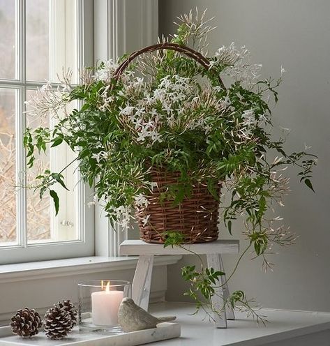 19 Best Houseplants for Sunny Windows | Balcony Garden Web Jasmine Plant Indoor, Best Plants For Bedroom, Jasmine Plant, White Flower Farm, Plant Benefits, Southern Garden, Star Jasmine, Best Indoor Plants, Jasmine Flower