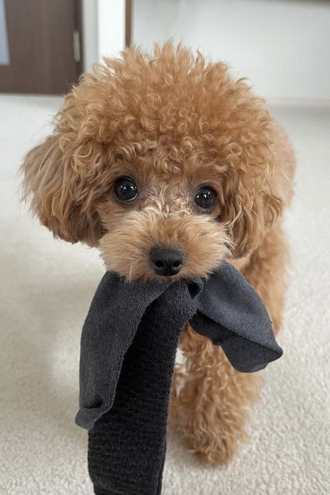 Teacup Poodle Full Grown Teacup Poodle Full Grown, Poodle Full Grown, Chocolate Poodle, Small Poodle, Teacup Poodle, Cute Fluffy Dogs, Cute Teacup Puppies, Puppy Photography