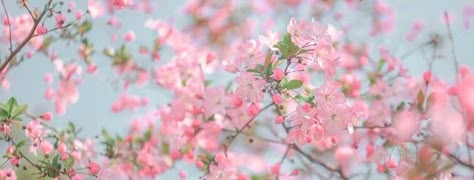 Coquette Tumblr Header, Flower Facebook Cover Photos, Pink Cover Photo Aesthetic, Pink Facebook Cover Photos, Minimal Banner Design, Spring Header, Facebook Cover Photos Flowers, Earn Money From Youtube, Flower Header