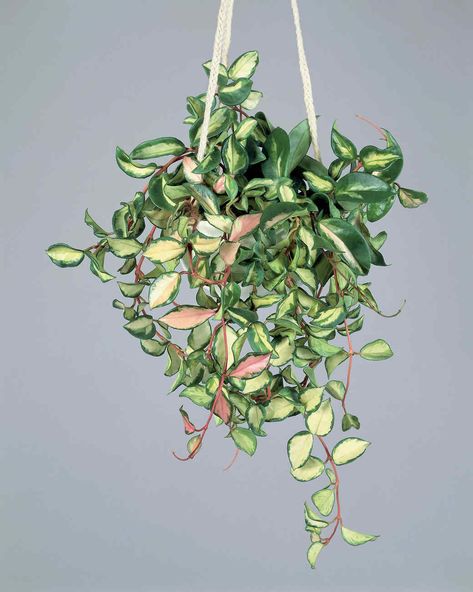 This cousin to the string of hearts plant doesn't need very much water and can flourish in medium to low light. The hoya obovota variety is particularly beautiful because of its large, circular leaves, which can hold plenty of water. #gardening #gardenideas #garden #tips #howtogrow #garden Hoya Plant Varieties, Houseplant Aesthetic, Plant Sleeve, Plant Hanging Basket, Best Indoor Hanging Plants, String Of Hearts Plant, Plant Library, Hoya Plant, Indoor Oasis