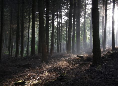 This Welsh forest has seen human activity since around 400 BC. It is most well-known for the ghosts of pirates that would lure ships into dangerous rock formations with lanterns on the coast line and then slaughter and rob them. These hatchet men share the Pembrey Woods with lost air men whose planes crashed while attempting to reach the nearby Royal Air Force air field, as well as the spirits of sailors whose ships sank long ago. Ash Fire, Forest Games, Peregrine's Home For Peculiars, Miss Peregrines Home For Peculiar, Haunted Forest, Coast Line, Spooky Stories, Home For Peculiar Children, A Walk In The Woods