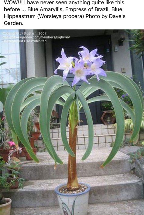 نباتات منزلية, Weird Plants, Unusual Plants, Unusual Flowers, Rare Flowers, Unique Plants, Pretty Plants, Unique Flowers, Exotic Plants